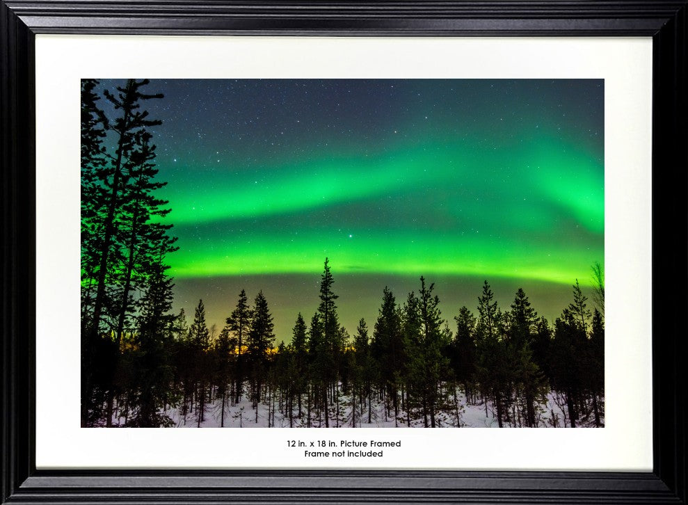 Aurora Borealis in the Winter Forest