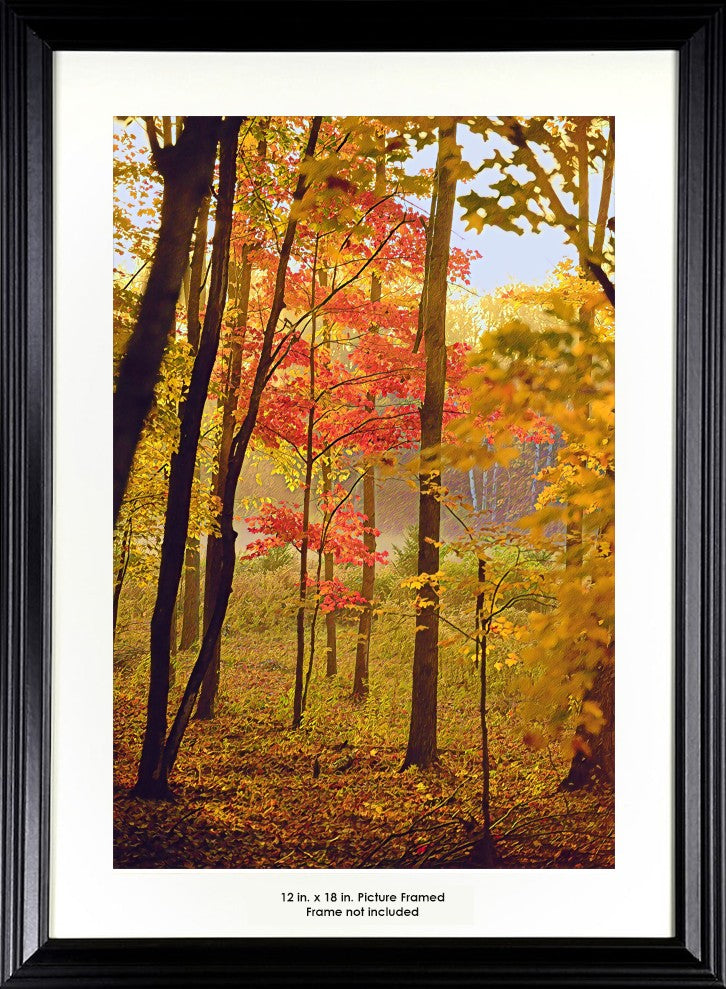 A forest during the Fall season.