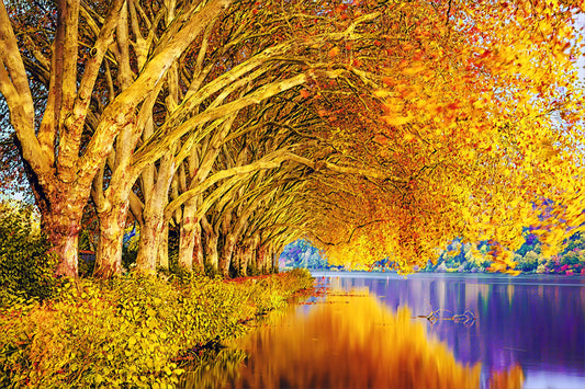 Fall Trees and Lake