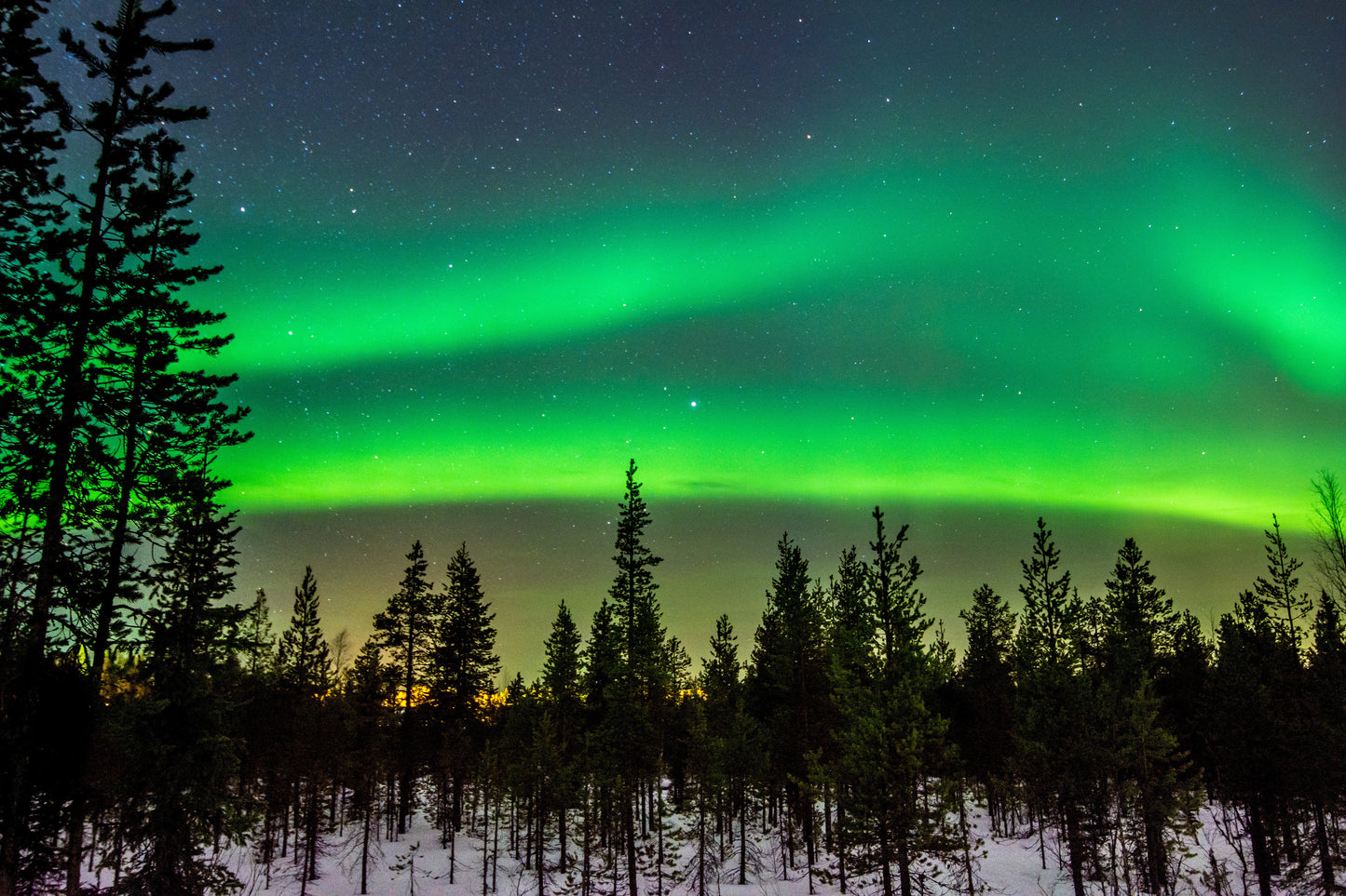 Aurora Borealis in the Winter Forest