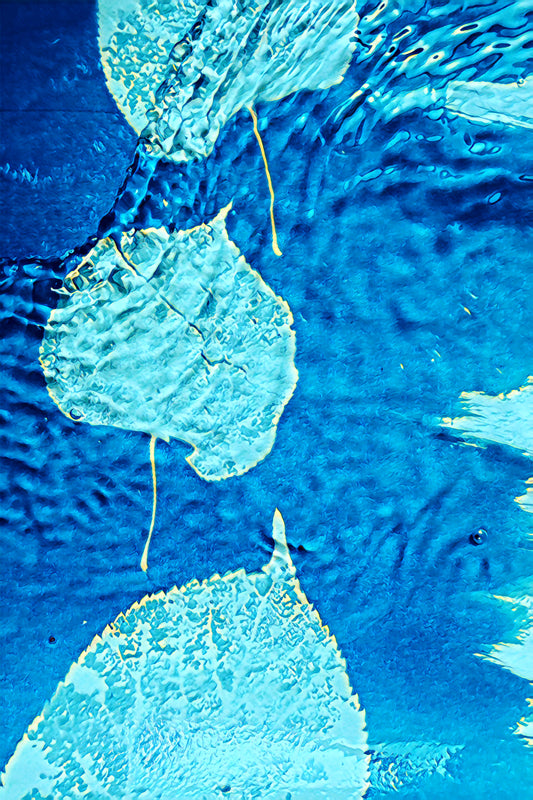 Leaves