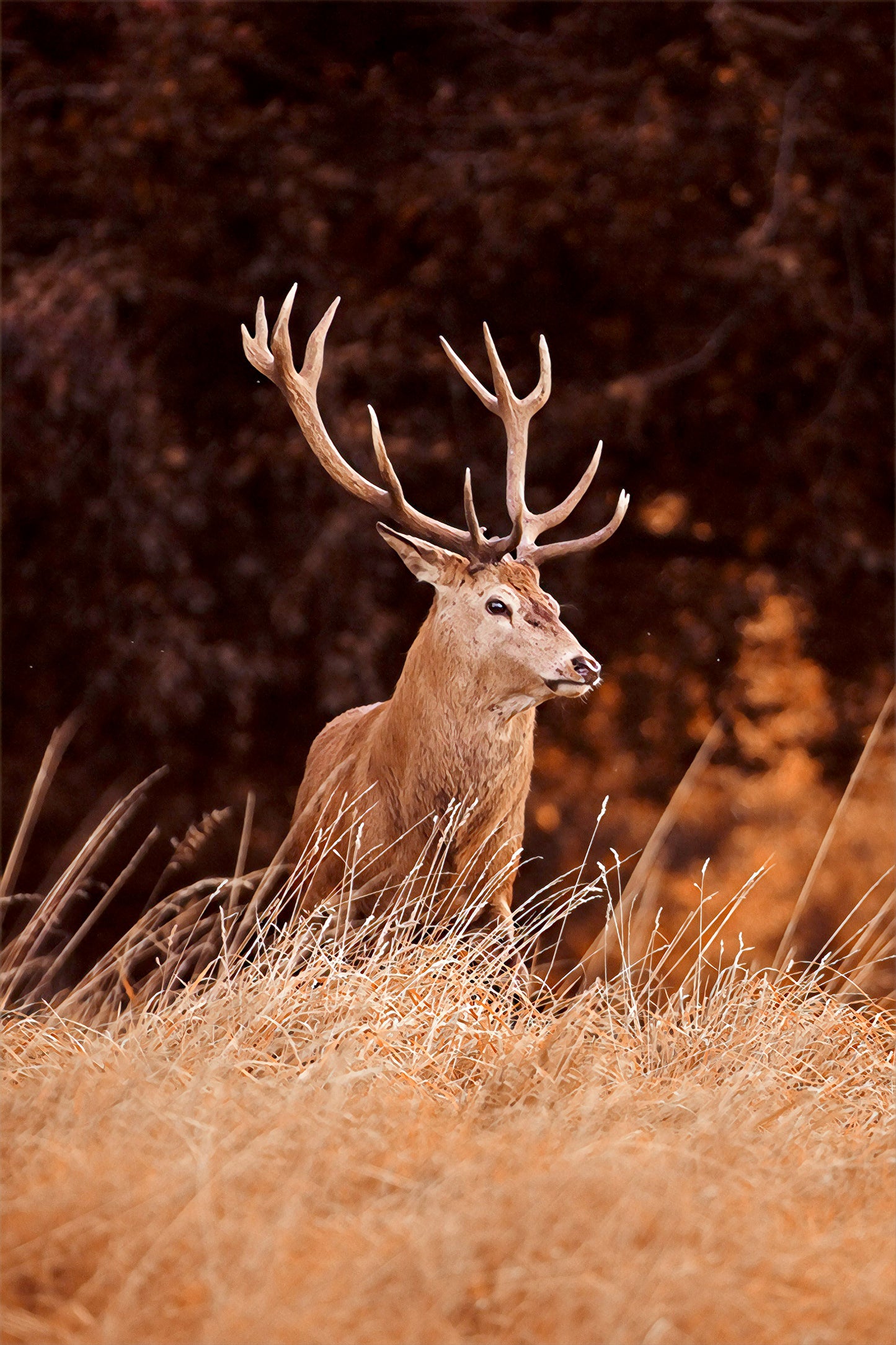 Red Deer