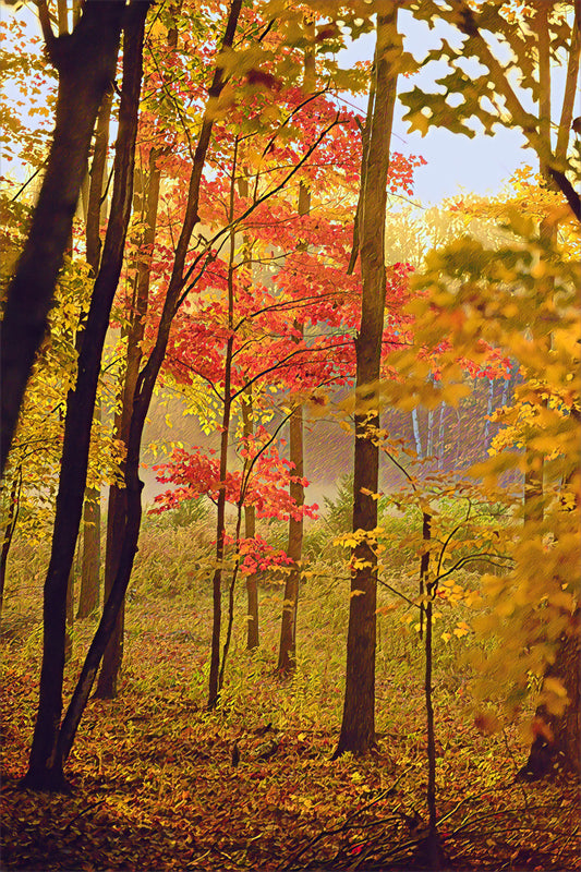 A forest during the Fall season.