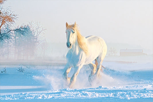 Stallion in the Snow