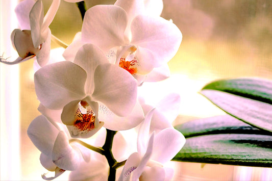 White Orchid